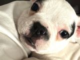 3 AYLIK YAVRU FRENCH BULLDOG YAVRUMUZ