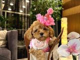 Mini boy puppy kıpkırmızı ev üretimi  TOOY POODLE 