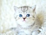 ++ Kalitede siilver ns24 british shorthair