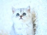 Show kalite ns25 british shorthair yavrumuz