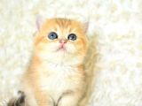 Şampiyon soyundan ny 11 golden british shorthair