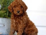 Tooy poodle cinsi yavrular DİŞİ erkek mevcuttur 