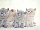 Muhteşem Kalite British Shorthair