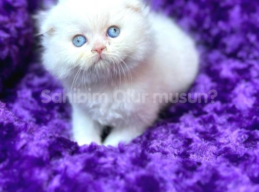 muhteşem scottish fold bebeklerimiz