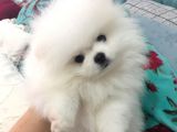 Kar beyaz pomeranian Boo 