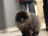 TEDDY BEAR SHOW KALİTE POMERANİAN BOO 