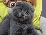 Ayıcık surat Gri Scottish Fold Shorthair 