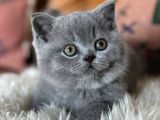 Oyuncak Bebek Gri British Shorthair 