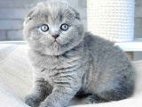 Mavi Boncuğum Gri Scottish Fold 