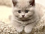 Masum Bebek Lilac British Shorthair 