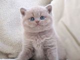 Manken gibi Lilac British Shorthair 