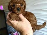 Mini boy puppy kıpkırmızı ev üretimi  TOOY POODLE 