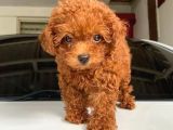 Tooy poodle cinsi yavrular DİŞİ erkek mevcuttur 