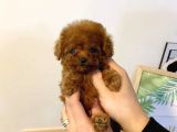 Mini boy puppy kıpkırmızı ev üretimi  TOOY POODLE 