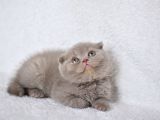 Duru güzelliği olan gri scottish fold yavrumuz