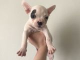 French bulldog 