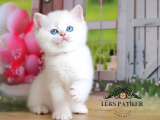 Kar gibi Beyaz Silver British Shorthair NS1133