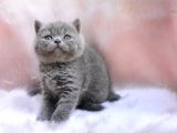 Topaç Kafa Gri British Shorthair