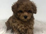 Mini boy puppy kıpkırmızı ev üretimi  TOOY POODLE 