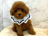 Mini boy puppy kıpkırmızı ev üretimi  TOOY POODLE 