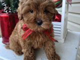 Mini boy puppy kıpkırmızı ev üretimi  TOOY POODLE 