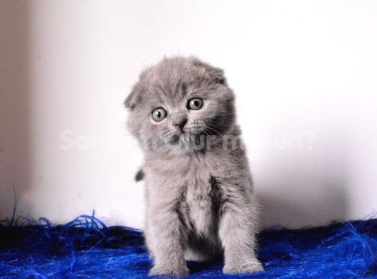 Eşsiz Kalitede Gri Scottish Fold