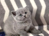 Bebek Surat Gri British Shorthair 