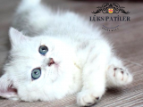 Kusursuz Silver British Shorthair 