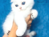 Nazarlık Bebek Silver Scottish Fold 