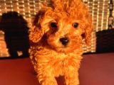 Mini boy puppy kıpkırmızı ev üretimi  TOOY POODLE 