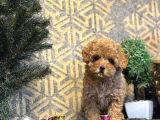 BEBEK SURATLI TOY POODLE YAVRUMUZ