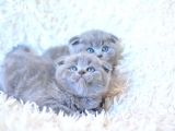 Muhteşem Top Kafa Gri Scottish Fold