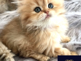 Altın Saçlı Golden British Longhair 