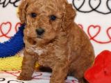 Mini boy puppy kıpkırmızı ev üretimi  TOOY POODLE 