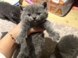 British shorthair ve scottish fold bebeklerimiz