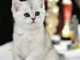 Muhteşem Tonda Silver NS24 British Shorthair