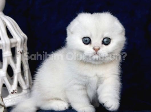 Masmavi Gözlü NS1133 British Shorthair