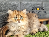 İpeksi tüylü Golden British Longhair 