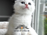 Bebişim Silver Scottish Fold 