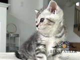 ZARİF Silver British Shorthair NS24 