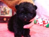 TOY POODLE YAVRULARIM