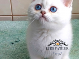 Güzel Gözlüm Silver British Shorthair 