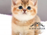 Bebek Surat Golden British Shorthair 