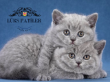 İkiz Kardeşler Gri British Shorthair 