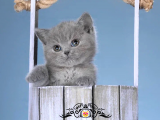 Sepetteki Bebek Gri British Shorthair 