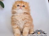 Sarı Kafa Golden Scottish Fold Longhair NY12