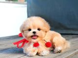 TOY POODLE YAVRULARIM