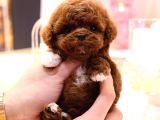 TOY POODLE YAVRULARIM