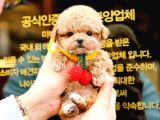 TOY POODLE YAVRULARIM