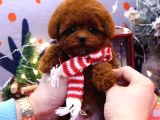 TOY POODLE YAVRULARIM